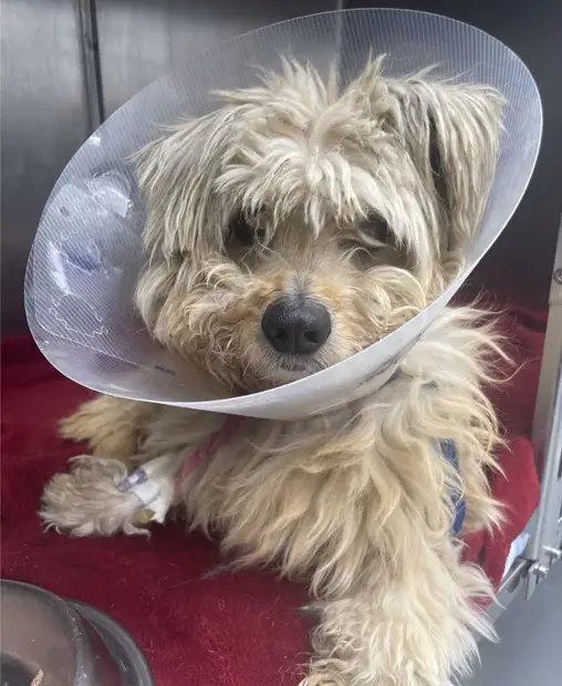 bichon at the vet donate