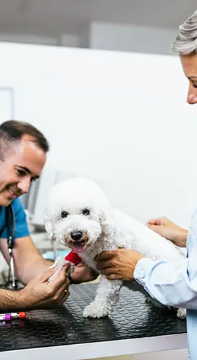 bichon at vet office