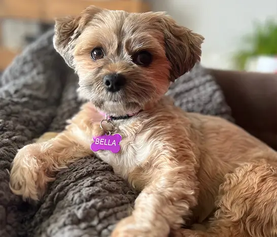 cute dog with name tag lost and found