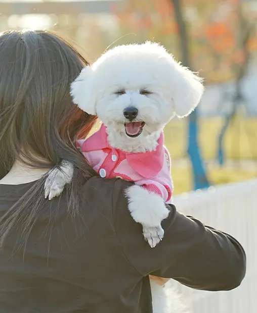 person holding a happy bichon wearing a pink shirt