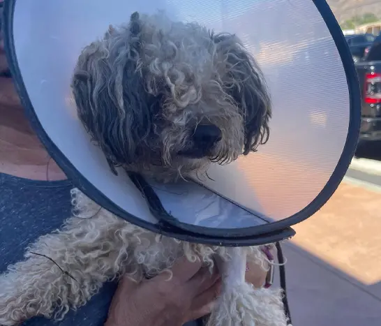 rescue dog in vet cone