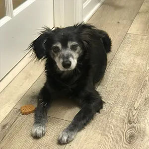 sponsor bagel