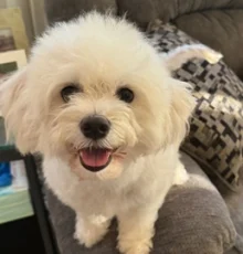 happy bichon in a home